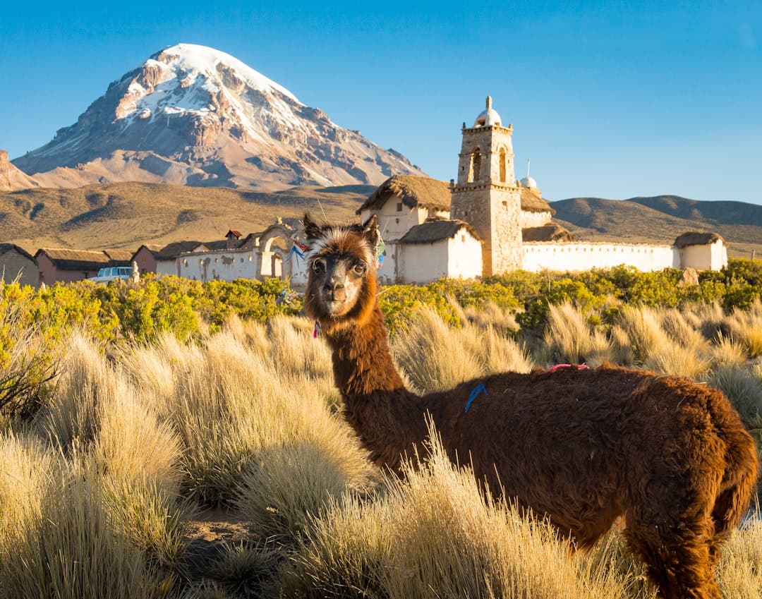 Bolivia's Ancient Food Traditions Find New Audiences at Home and Abroad