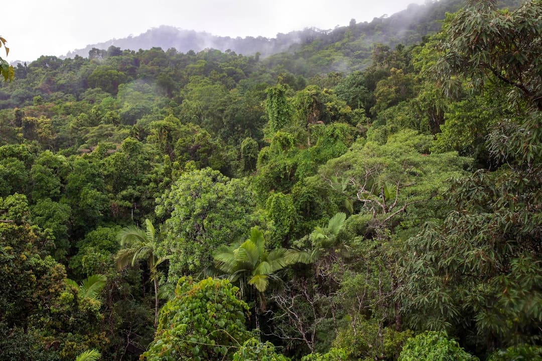 From Rainforest to Urban Life: How Indigenous Traditions Continue to Define Brazilian Identity