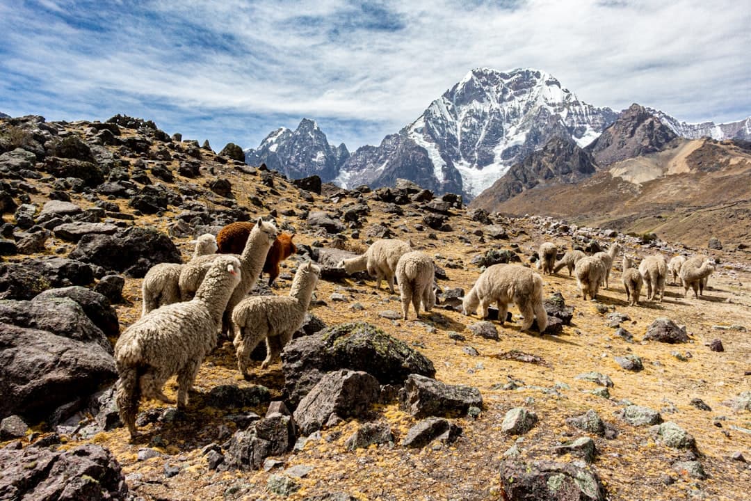 From the Andes to the Coast: Ecuador's Culinary and Coffee Heritage Takes Center Stage
